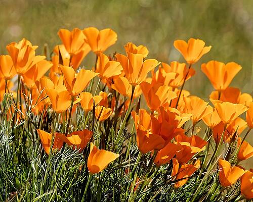 Wall Art featuring the photograph Cups Of Gold - California Poppies by KJ Swan