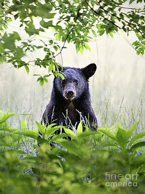 Wall Art featuring the photograph Curious Bear Cub - Animal Portraits by Rehna George