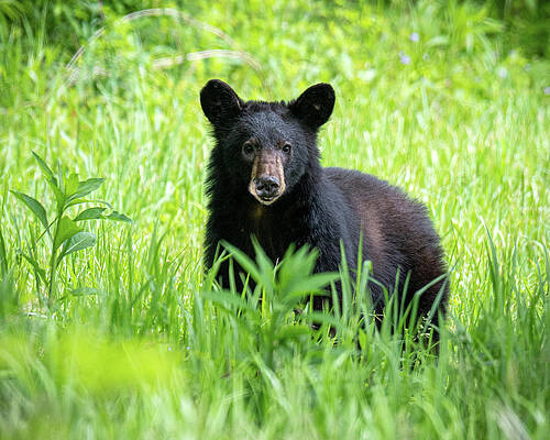 Tennessee Wall Art featuring the photograph Curious Bear by Douglas Wielfaert
