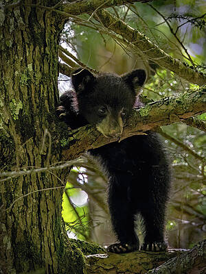 Curious Cub by Gina Fitzhugh