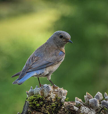 Wall Art featuring the photograph Curious Female Bluebird by Jean Noren