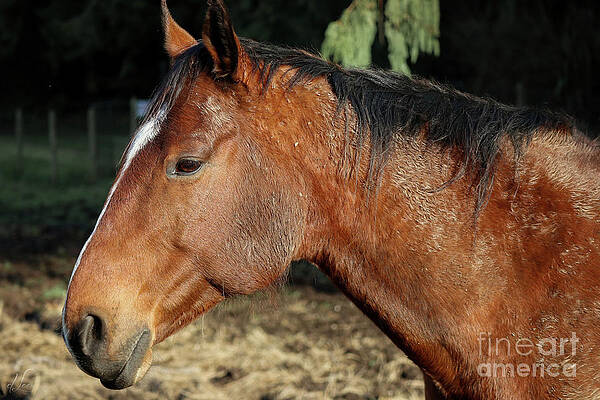 Beautiful Photograph - Curious Mare by D Lee