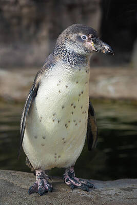 Curious Penguin Standing on a Rock Wall Art
