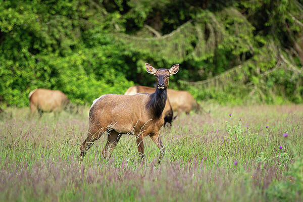 California Wall Art featuring the photograph Curious Roosevelt Elk by Diane Moller