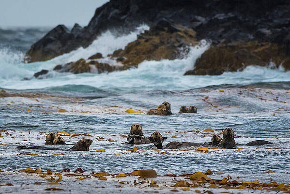 Wall Art featuring the photograph Curious Sea Otters In A Raft Of Kelp by Nancy Gleason