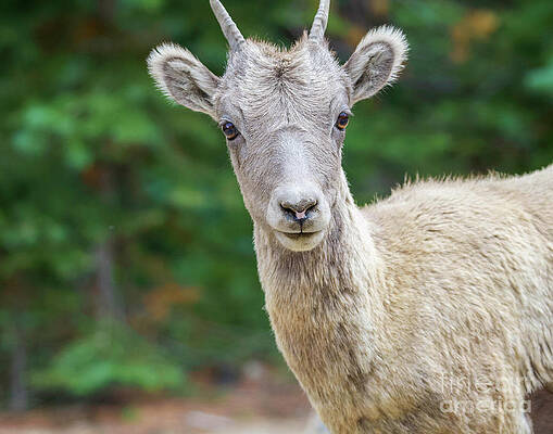 Colorado Wall Art featuring the photograph Curious Young Bighorn Sheep by Shirley Dutchkowski