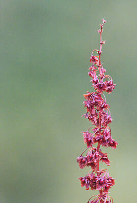 Delicate Red Wildflower Against Green Photograph