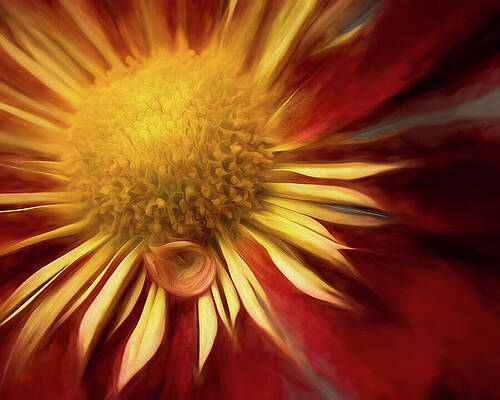 Nature Wall Art featuring the photograph Curly Q by Dodie Ross