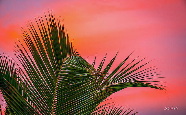 Tree Photograph - Curves And Colors by Jim Carlen