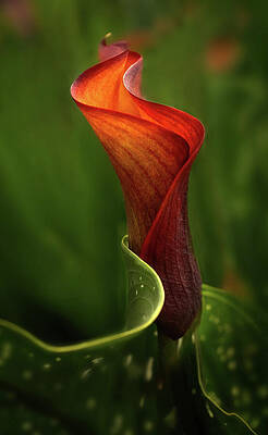 Wall Art featuring the photograph Curvey Calla by Mary Jo Allen