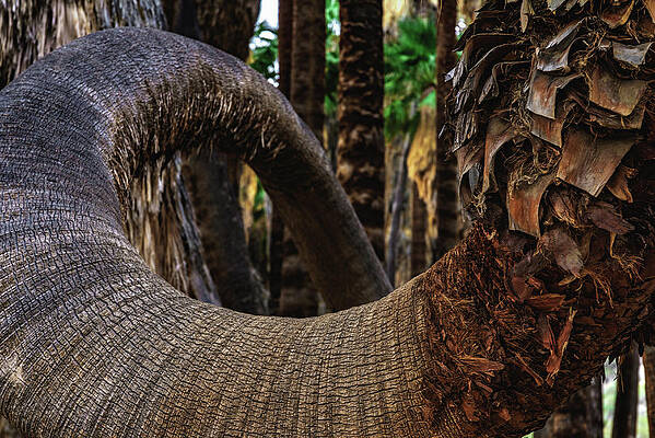Canyon Photograph - Curving Palm Closeup, California - Vertical by Abbie Warnock