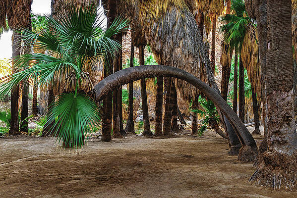 California Photograph - Curving Palm Tree, California by Abbie Warnock
