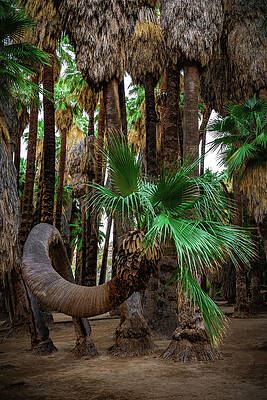 California Photograph - Curving Palm Tree, California - Vertical by Abbie Warnock