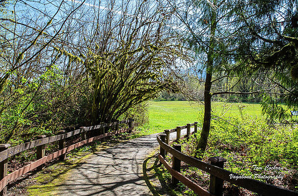 State Route 20 Photograph - Curving Path In Rasar State Park by Tom Cochran