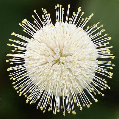 Delicate Wall Art featuring the photograph Cute As A Button by Dodie Ross