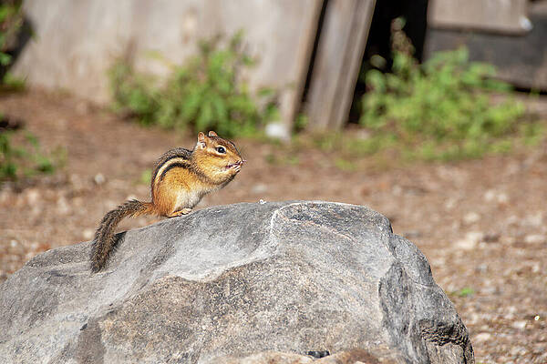 Wildlife Photograph - Cute Chipmunk On A Boulder by John Twynam