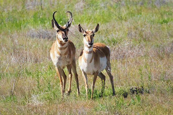 Beautiful Wall Art featuring the photograph Cute Couple by Mike Lee