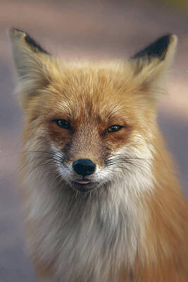 Cute Fox by Linda Ryma