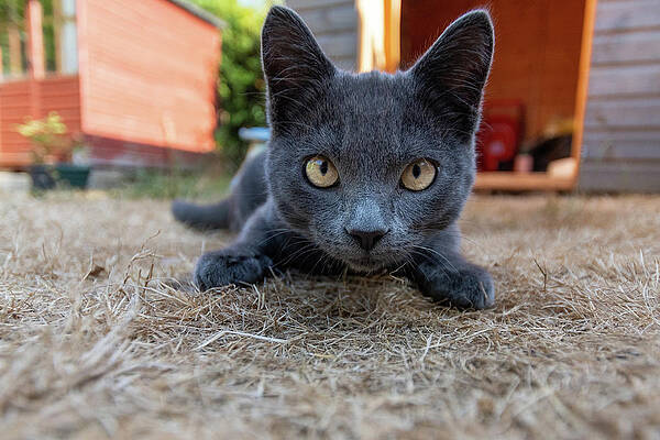 Wall Art featuring the photograph Cute Kitten by Andrew Lalchan