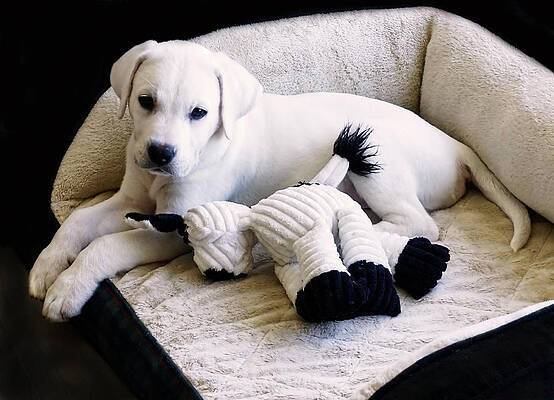 Animal Photograph - Cute White Labrador Puppy In His Bed by Waterdancer