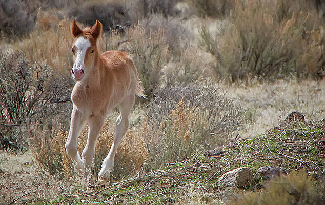 Wildlife Wall Art featuring the photograph Wild Paint Foal Running In The Open Range by Waterdancer