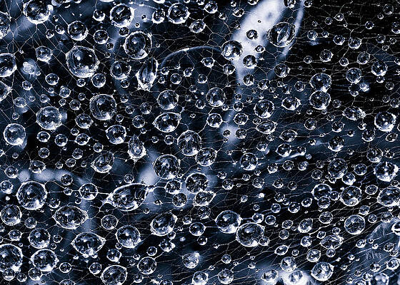 Flower Wall Art featuring the photograph Cyanotype Spider Web Close-up With Dew Drops by Charles Floyd