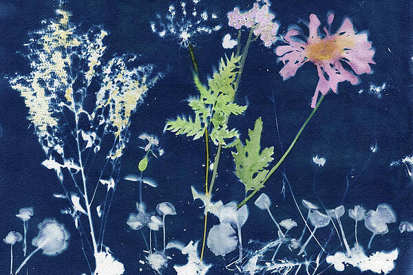 Photograph - Cyanotype Whimsy Of Flora by Elizabeth Reich