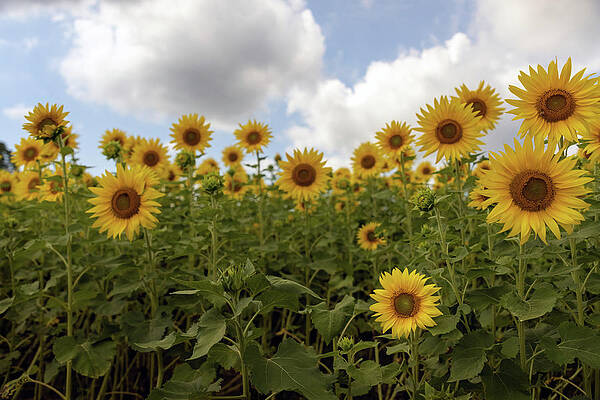 Beautiful Photograph - Cyclops Field by Todd Wilkinson