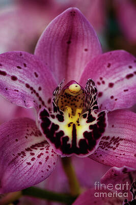 Garden Photograph - Cymbidium Samurai Hee Haw Shocking Pink Orchid by Abigail Diane Photography