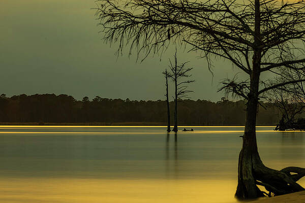 Tree Photograph - Cypress At Sunset by David Fountain
