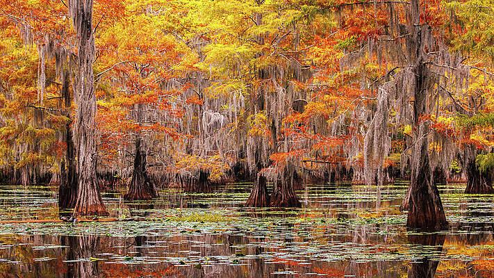 Reflection Photograph - Cypress Swamp Autumn by Richard DeYoung