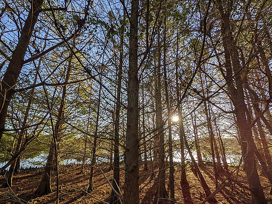 Landscape Photograph - Cypress Trees In The Wetlands by David McKinney