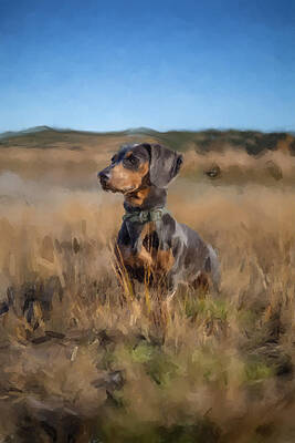 Pet Wall Art featuring the painting Dachshund In A Field by Gary Arnold
