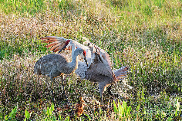 Fl Wall Art featuring the photograph Dad Flies In To Say Goodnight 10 Of 12 by Mary Lou Chmura