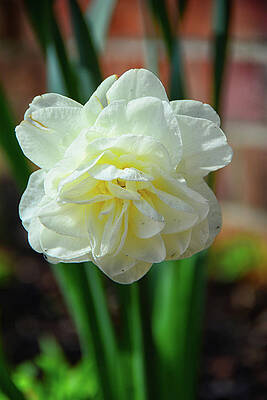 Wall Art featuring the photograph Daffodil And Brick Wall by Raymond Salani III
