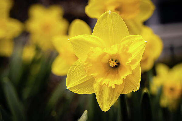 Flower Photograph - Daffodil Bloom by Craig A Walker