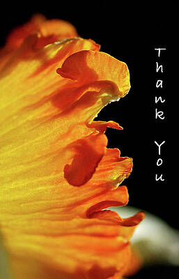 Flower Wall Art featuring the photograph Daffodil Edges THANK YOU by Bonnie Colgan