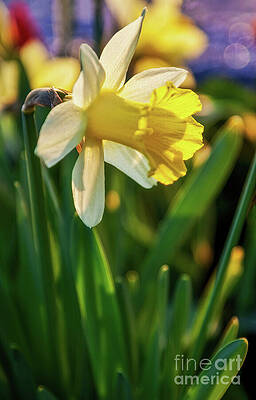 Wall Art featuring the photograph Daffodil Flower In The Sunlight by Tatiana Travelways