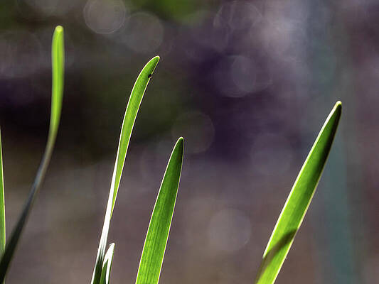Wall Art featuring the photograph Daffodil Leaves With Ladybug by Joe Schofield