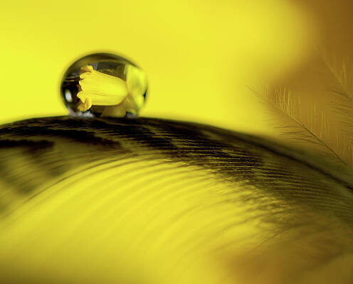 Abstract Photograph - Daffodil Reflection In Waterdrop by Jean Noren