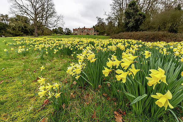 Daffodil Field with Country House Wall Art