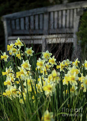 Spring Photograph - Daffodils Bench by D Lee