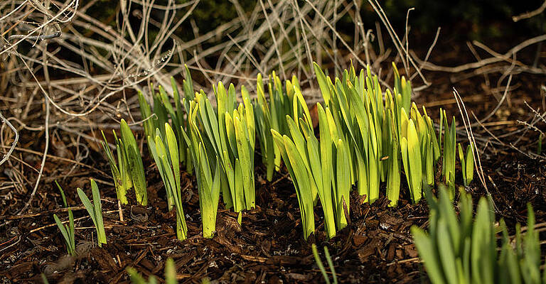 Flower Photograph - Daffodils In Spring by Craig A Walker