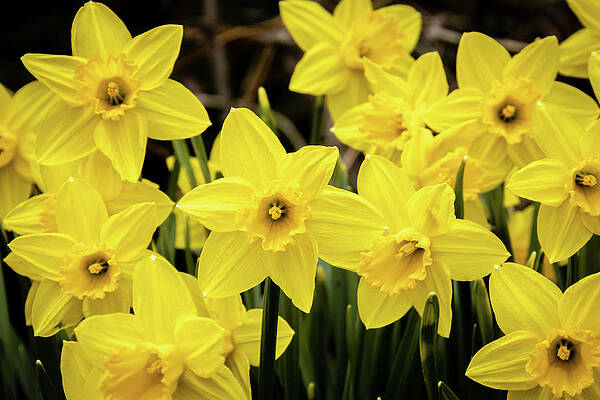 Photograph - Daffodils In The Spring Garden by Craig A Walker