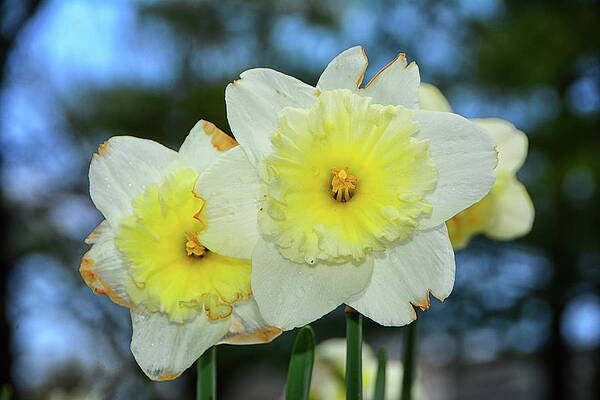 Wall Art featuring the photograph Daffoldils by Raymond Salani III