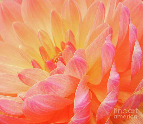 Wall Art featuring the photograph Dahlia - Floral Close Up by Rehna George