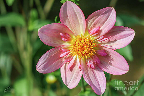 Beautiful Photograph - Dahlia Flower by D Lee