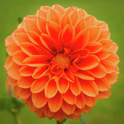 Vibrant Orange Dahlia Blossom Photograph