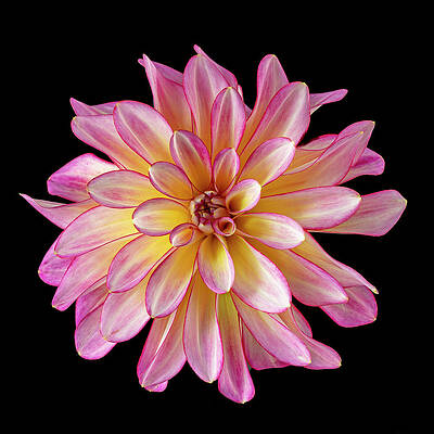 Wall Art featuring the photograph Dahlia On Black by Mary Jo Allen