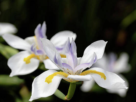 Wall Art featuring the photograph Daily Lilies by Joe Schofield
